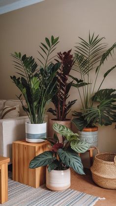 there are many plants in the living room