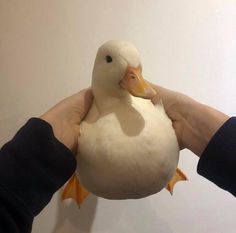 a stuffed duck being held by someone's hands in front of a white wall