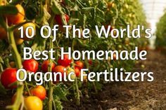 tomatoes growing in rows with the words 10 tips & recipes for the world's best homemade organic fertiizer