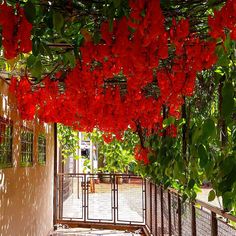 red flowers are growing on the outside of a building