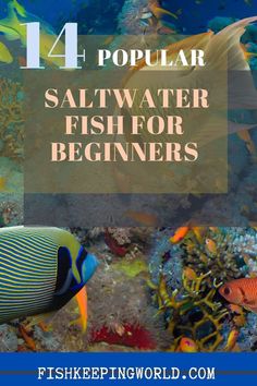 Salt Water Fish, Saltwater Fish, Saltwater Tank, New Tank