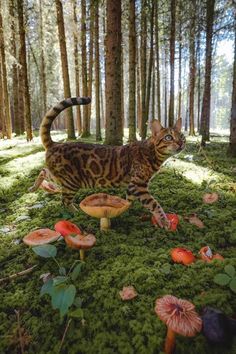 a cat standing on top of a lush green forest covered in leaves and mushrooms next to trees