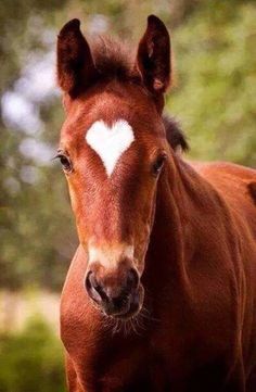 a brown horse with a white heart on it's forehead