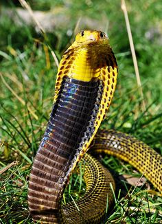 a yellow and brown snake on the ground