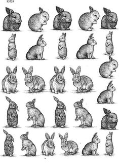 an image of rabbits in different positions and sizes, all drawn by hand with ink on paper