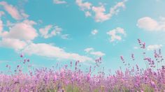 purple flowers are in the foreground against a blue sky with fluffy clouds above them