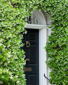 a black door surrounded by green plants