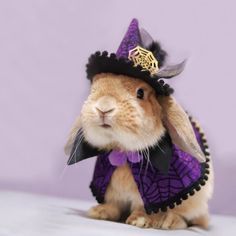 a rabbit wearing a purple and black outfit with a hat on it's head