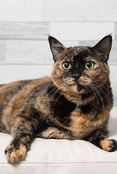 a calico cat laying on top of a white couch next to a wooden wall