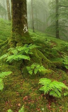 a mossy forest with trees and ferns