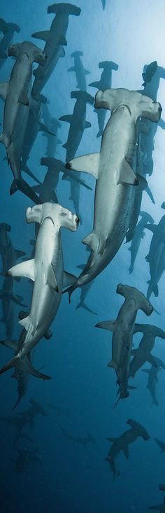 a large group of sharks swimming in the ocean