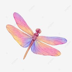 a watercolor drawing of a dragonfly on a white background