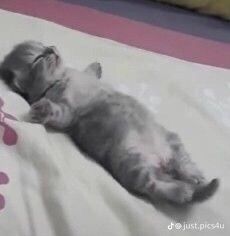 a cat laying on top of a bed next to a pink and white wallpaper