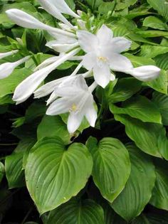 white flowers with green leaves in the background