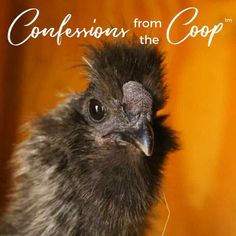 a close up of a bird with the words conference from the coop on it's forehead