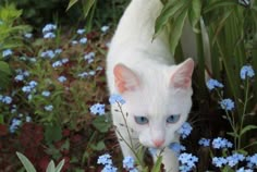 a white cat with blue eyes is standing in the grass next to flowers and plants