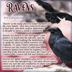 A raven perches on a rock on the right side of the image, peering at the viewer, while an out-of-focus raven flies in the background. The background is mottled red and indistinct. The text outlines some trivia about ravens, their symbolism, and ways you can use their energy in your magickal practice. Presented by Inked Goddess Creations. Raven Messenger, Spiritual Animals, Earth Witch, Magical Animals, Charmed Book Of Shadows