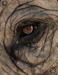 an elephant's eye is seen in this close up view from the top of its trunk