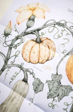 an illustration of pumpkins and squash on paper