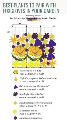 the best plants to pair with foxgloes in your garden infographical poster