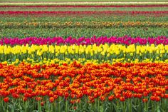 Tulip blossom in the Netherlands royalty free stock photography Tulip Fields, Stock Photography Free, Spring Day, The Netherlands, Stock Photography, Tulips, Netherlands, Blossom