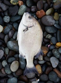 a fish is laying on some rocks and gravel