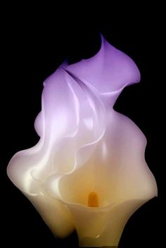 a white and purple flower on a black background