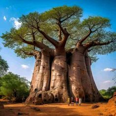 two people standing in front of a large bao tree