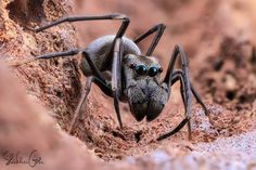 a close up of a spider with blue eyes on it's face and legs