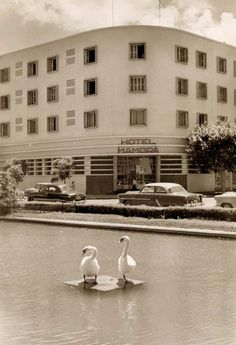 two swans floating on the water in front of a hotel