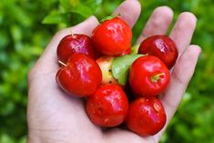 a person holding some red fruit in their hand with green leaves on the other side