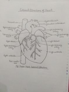 a diagram of the human heart with labels on it