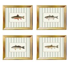 four fish mounted in gold frames on a wall