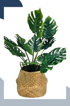 Monstera, often known as the Swiss cheese plant, is a favorite among indoor plant enthusiasts due to its unique, fenestrated leaves and robust growth. To keep your Monstera happy and vibrant, understanding its care needs is essential. In this article, we’ll provide you with practical tips on lighting, watering, soil, and humidity. Learn how to create the perfect environment for your Monstera to thrive and become a stunning centerpiece in your home.