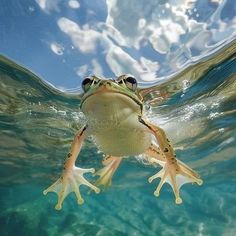 a frog swimming in the water with its head above the water's surface looking at the camera