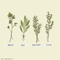 the different types of herbs are shown in this graphic art print, which includes leaves and stems