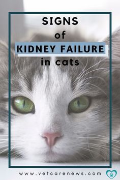 Cat Kidney Problems, Senior Cat Care Tips, Natural Animals, Senior Cats, Senior Cat Care, Cat Corner