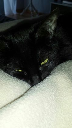 a black cat laying on top of a bed covered in white sheets and blankets with bright yellow eyes