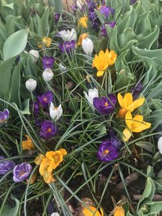 a bunch of flowers that are sitting in the grass and on the ground next to each other