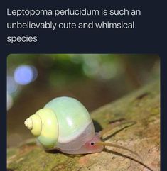 a yellow and white snail sitting on top of a tree branch