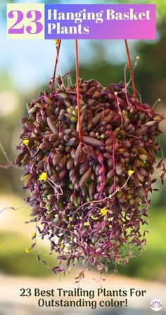 hanging basket plants with the title 23 best trailing plants for outstanding color