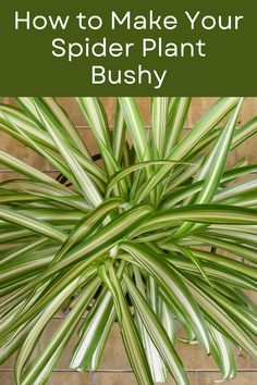 a spider plant with the words how to make your spider plant bushy on it