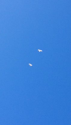 two birds are flying in the blue sky