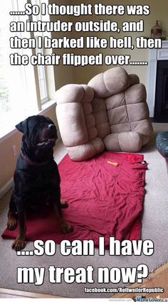 a black dog sitting on top of a red blanket in front of a white couch