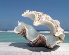 two seashells are sitting on the sand at the beach