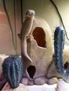 a lizard sitting on top of a rock next to cacti