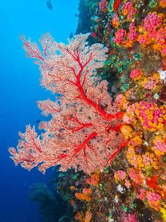 an underwater view of corals and seaweed on the ocean floor