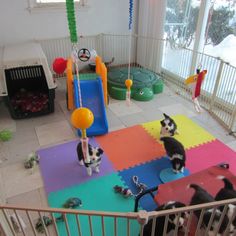 several cats are playing in an indoor play area with colorful mats and balls on the floor