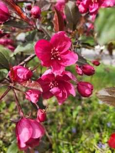 Pink Ornamental Crab Apple Blossoms Pacific Northwest Spring 2022 Red Jewel, Pacific Northwest, Crab, Blossom