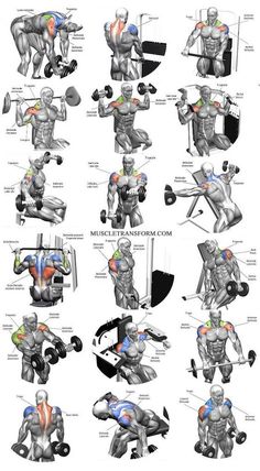 the muscles and their functions are shown in this diagram, which shows how they work